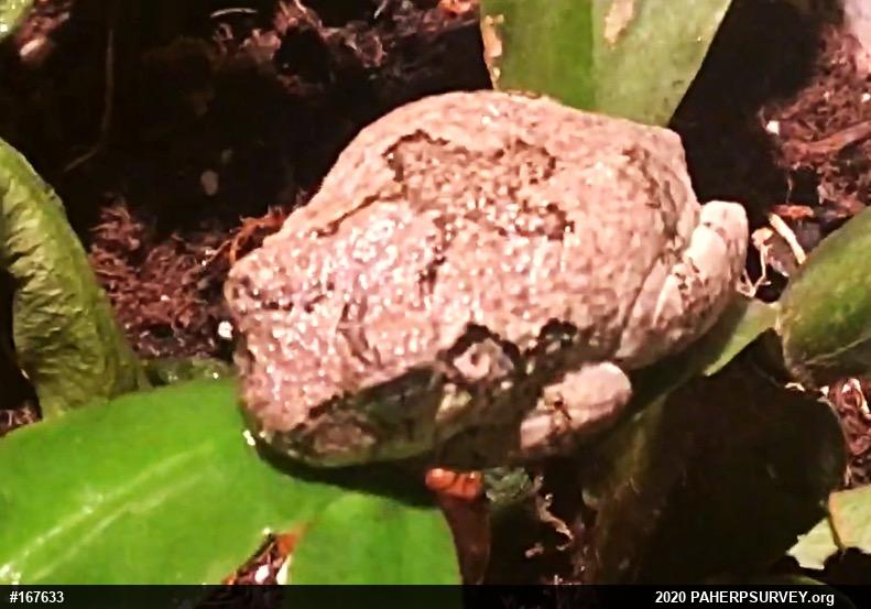 Unknown Gray Treefrog