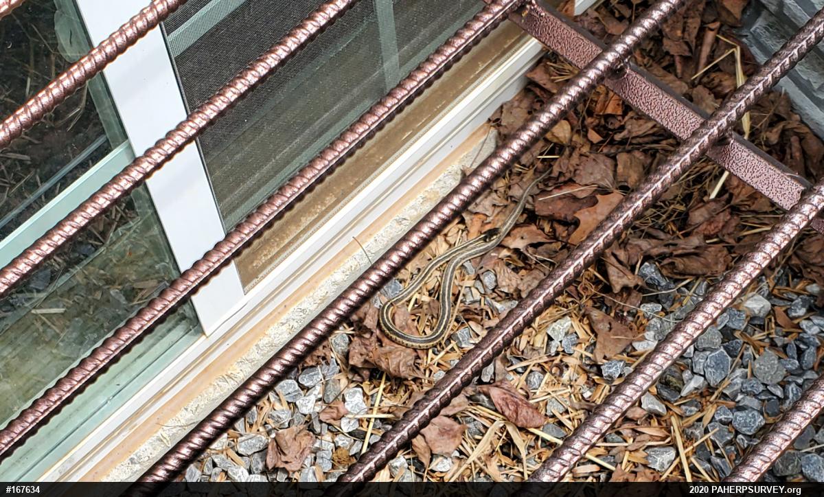 Eastern Gartersnake