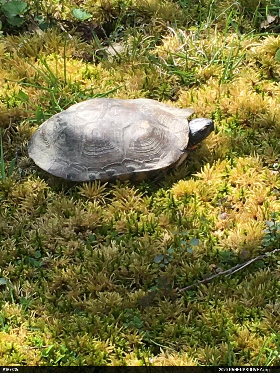 Wood Turtle