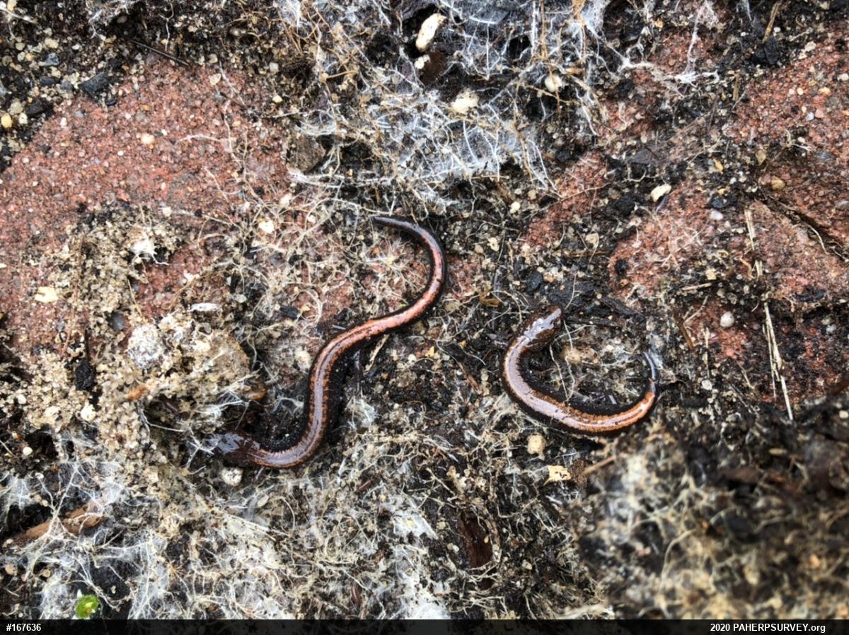 Eastern Red-backed  Salamander