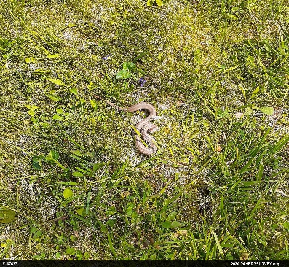 Dekay's Brownsnake