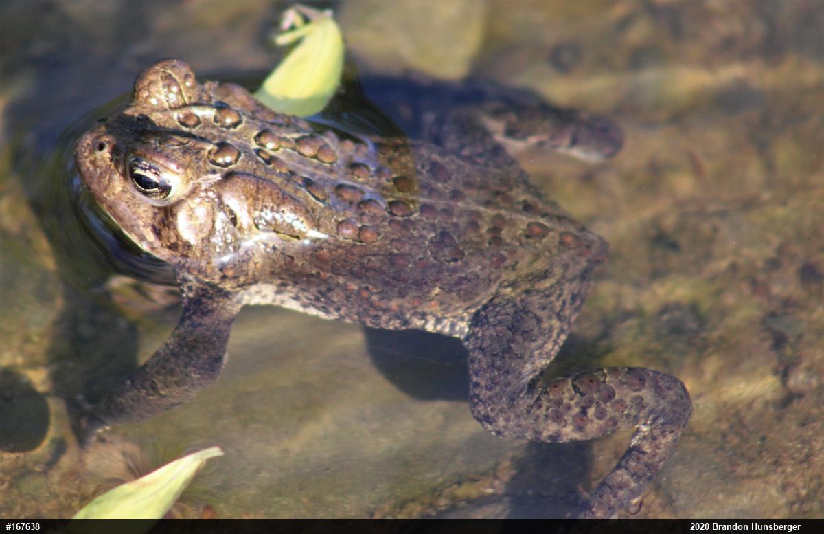Eastern American Toad