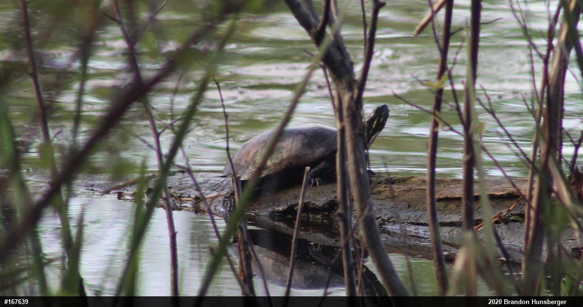 Painted Turtle