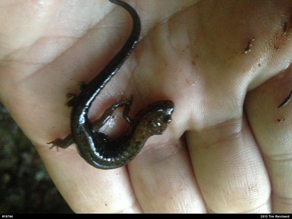 Dusky Salamanders