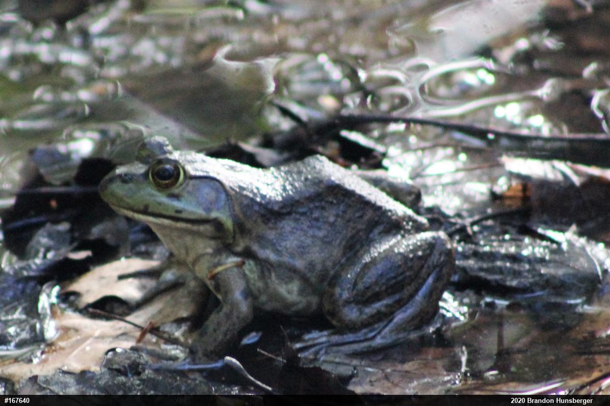 American Bullfrog
