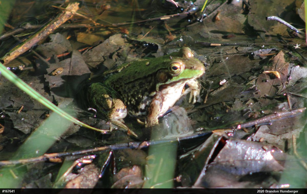 Green Frog