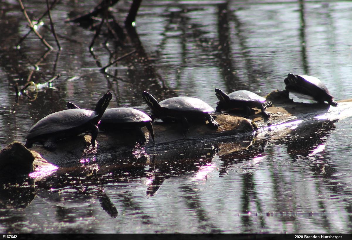 Painted Turtle