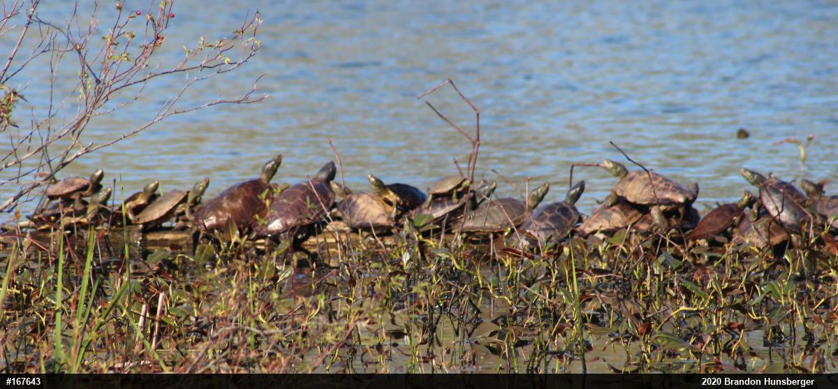 Northern Map Turtle