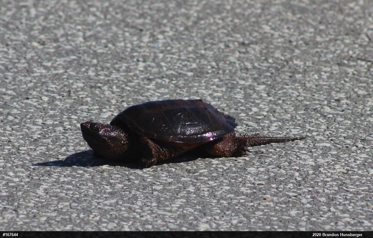 Snapping Turtle