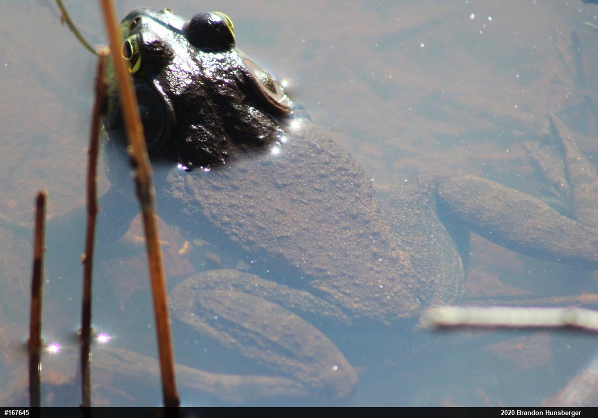 American Bullfrog