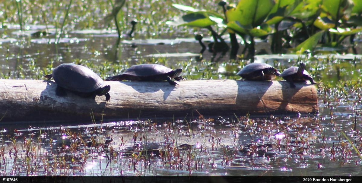 Painted Turtle