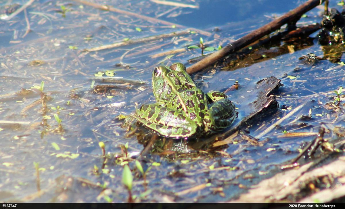 Northern Leopard Frog