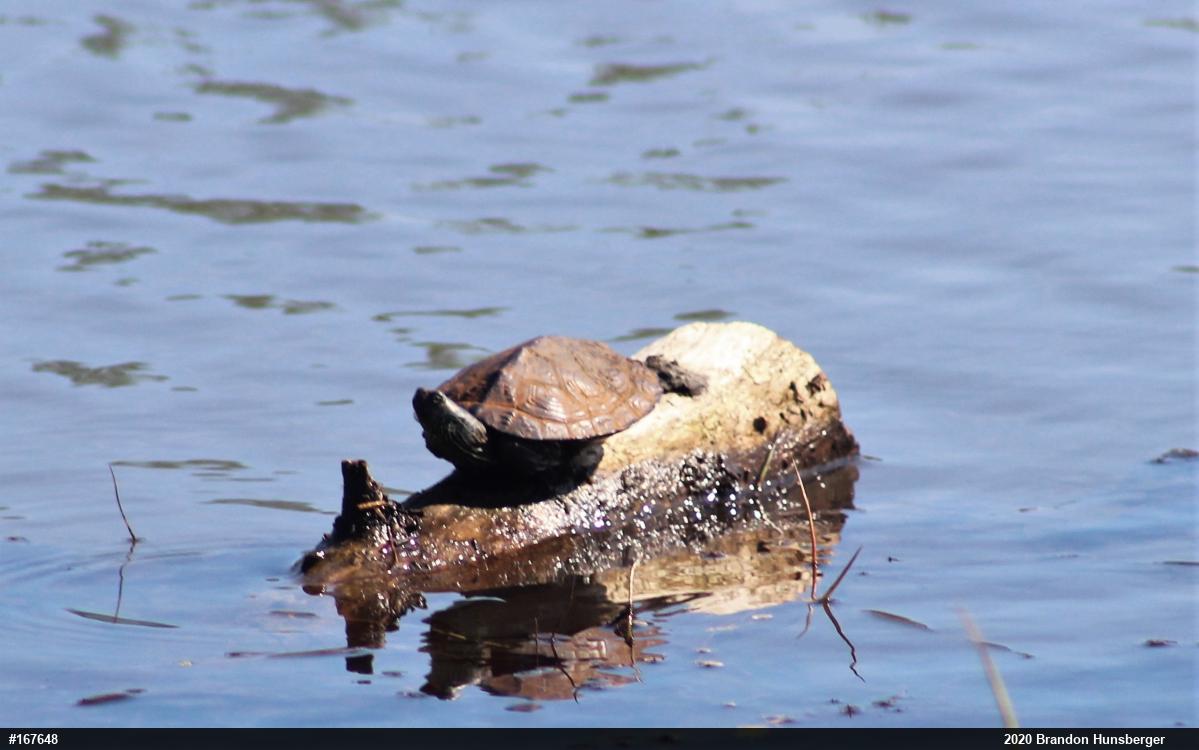 Northern Map Turtle