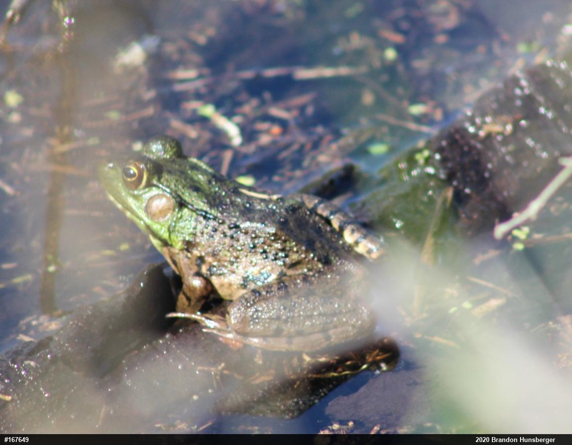 Green Frog