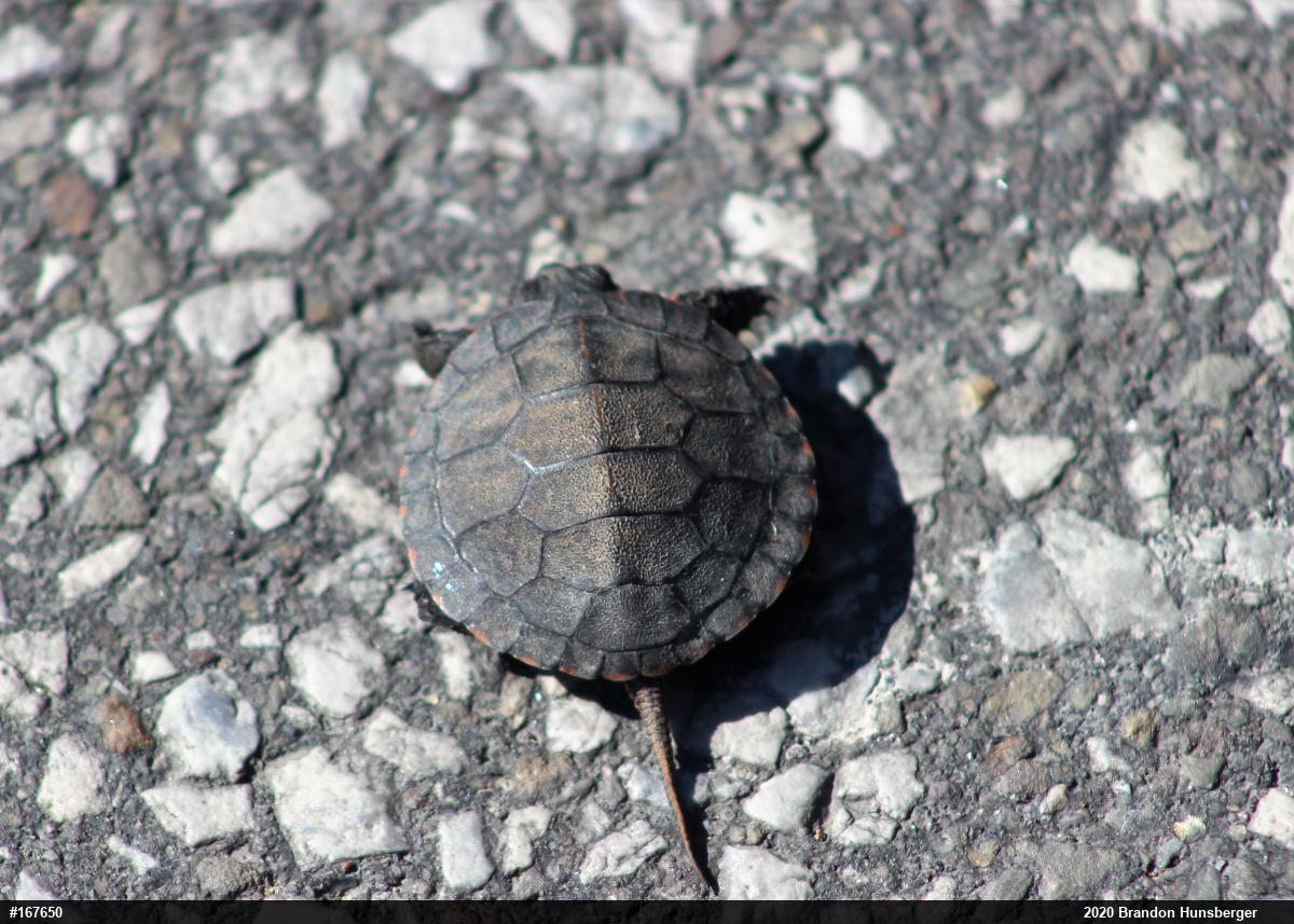 Midland Painted Turtle