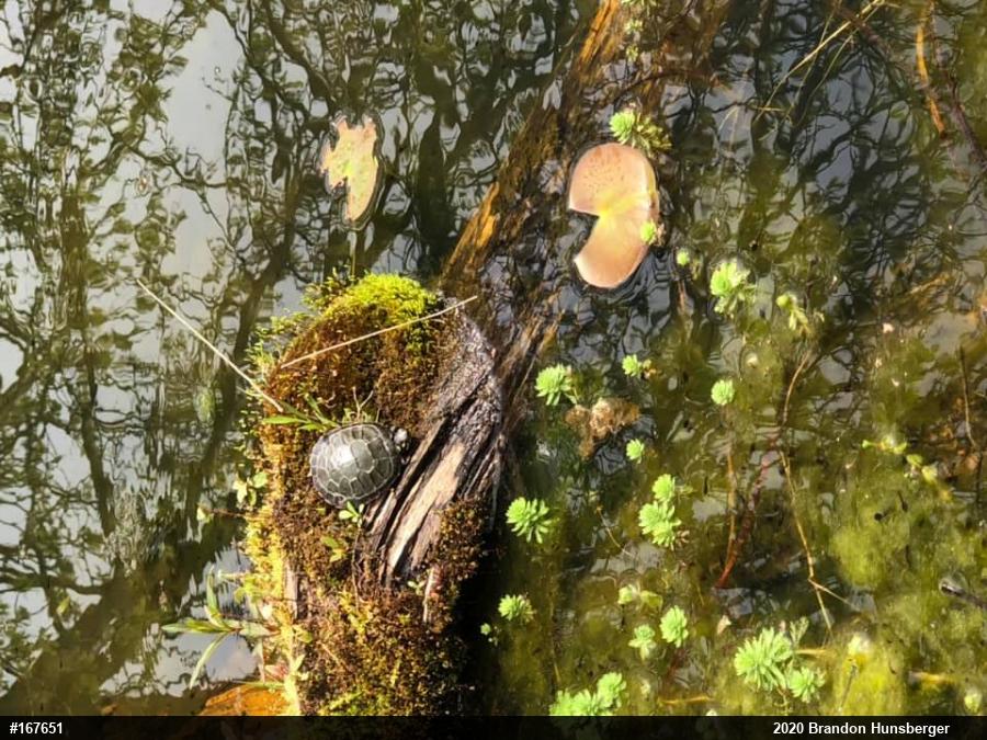 Midland Painted Turtle