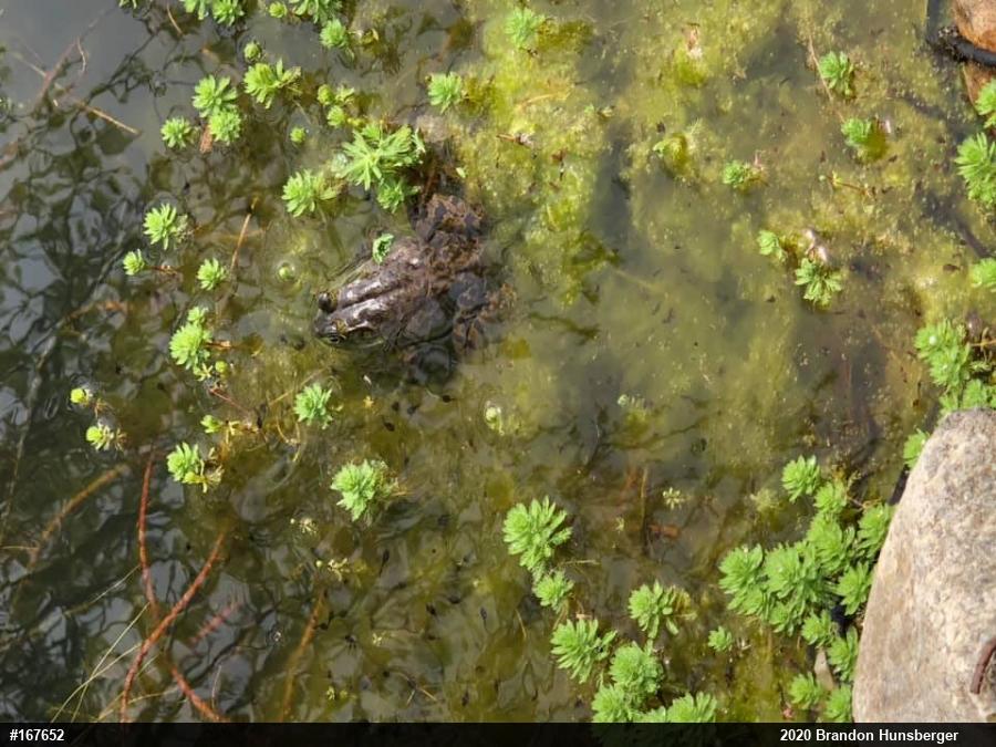 American Bullfrog