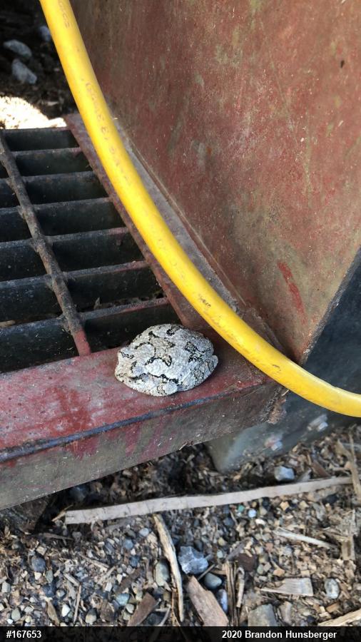 Unknown Gray Treefrog