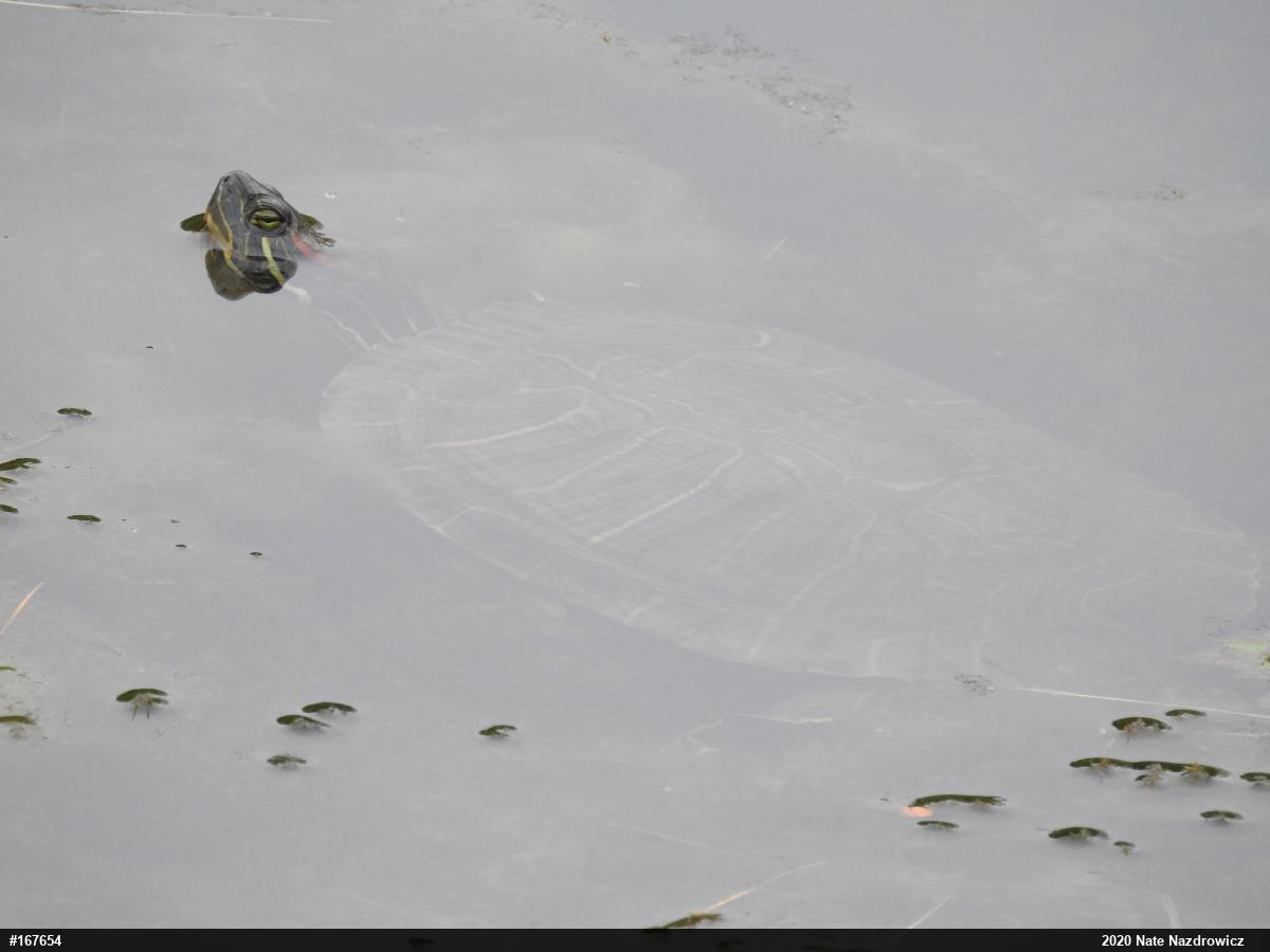 Red-eared Slider