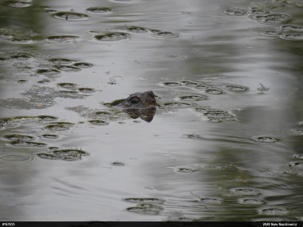 Snapping Turtle