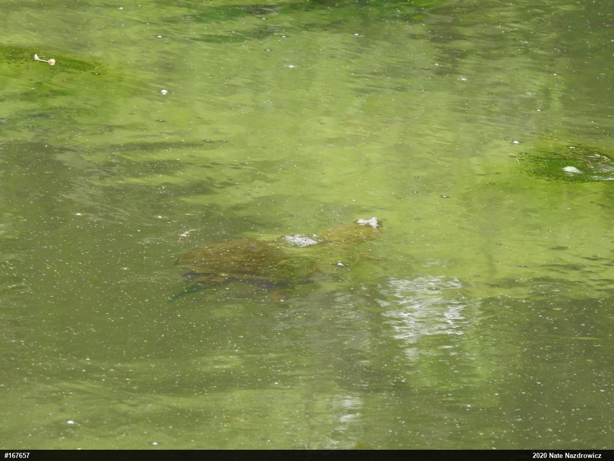 Snapping Turtle