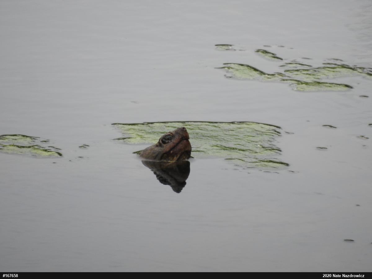 Snapping Turtle