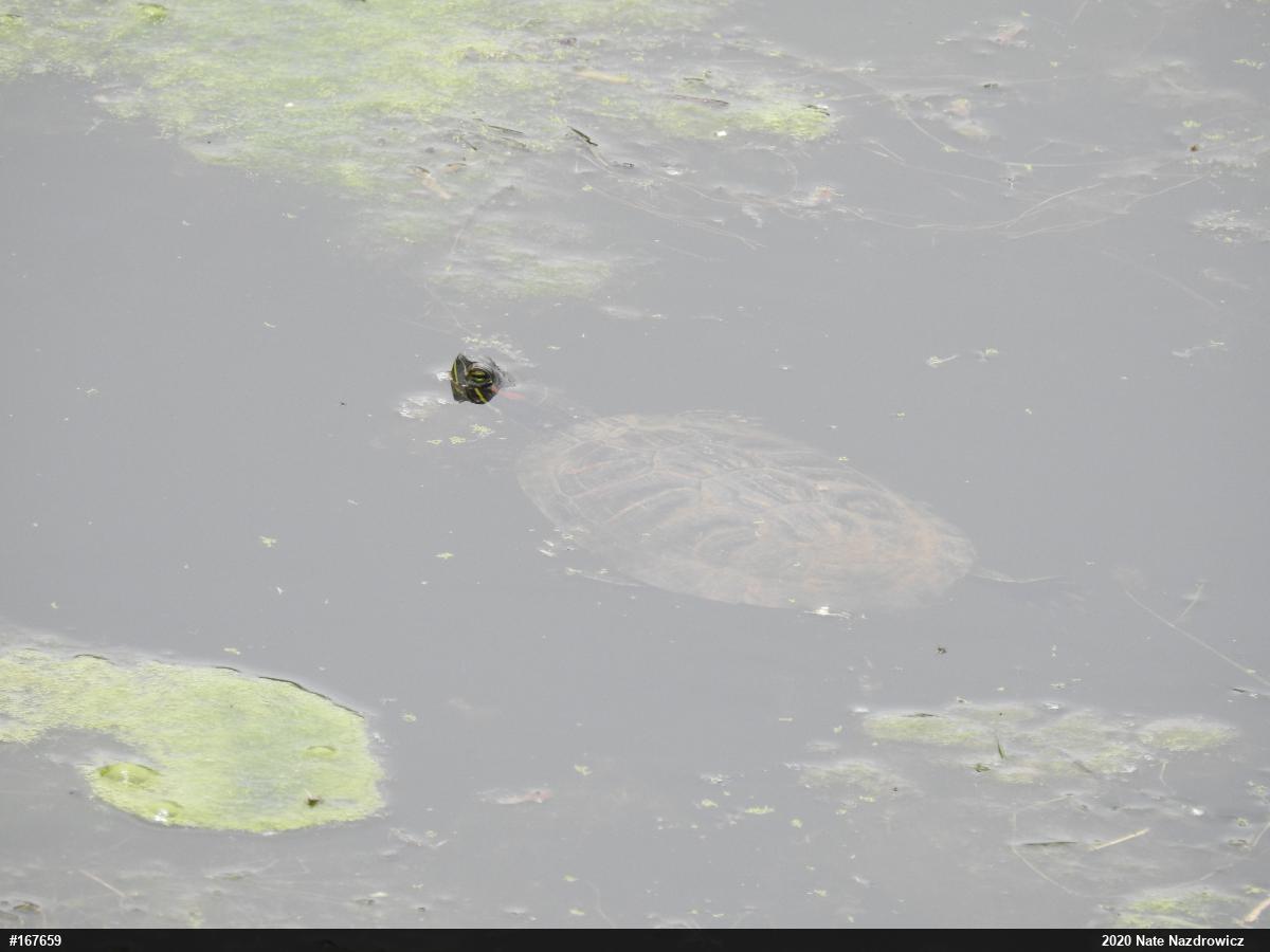 Red-eared Slider