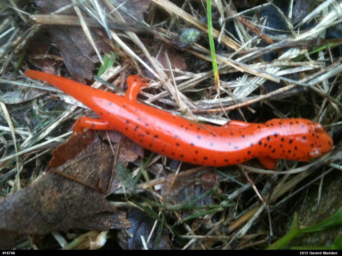 Northern Red Salamander