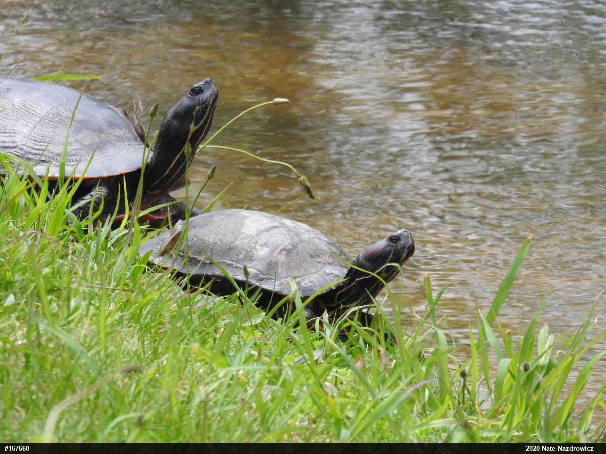 Red-eared Slider