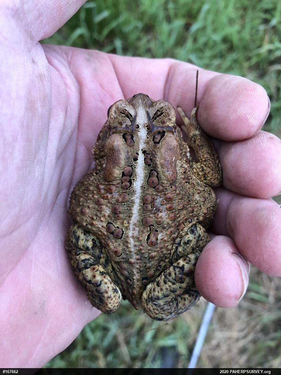 Eastern American Toad