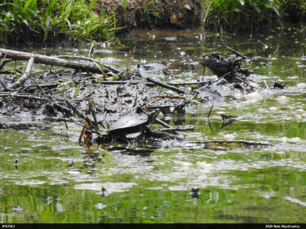 Painted Turtle