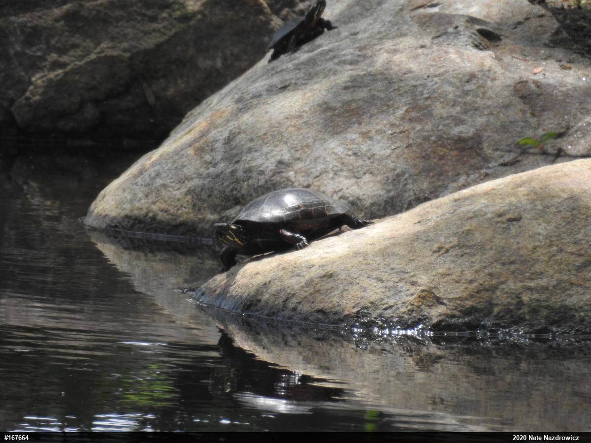 Painted Turtle