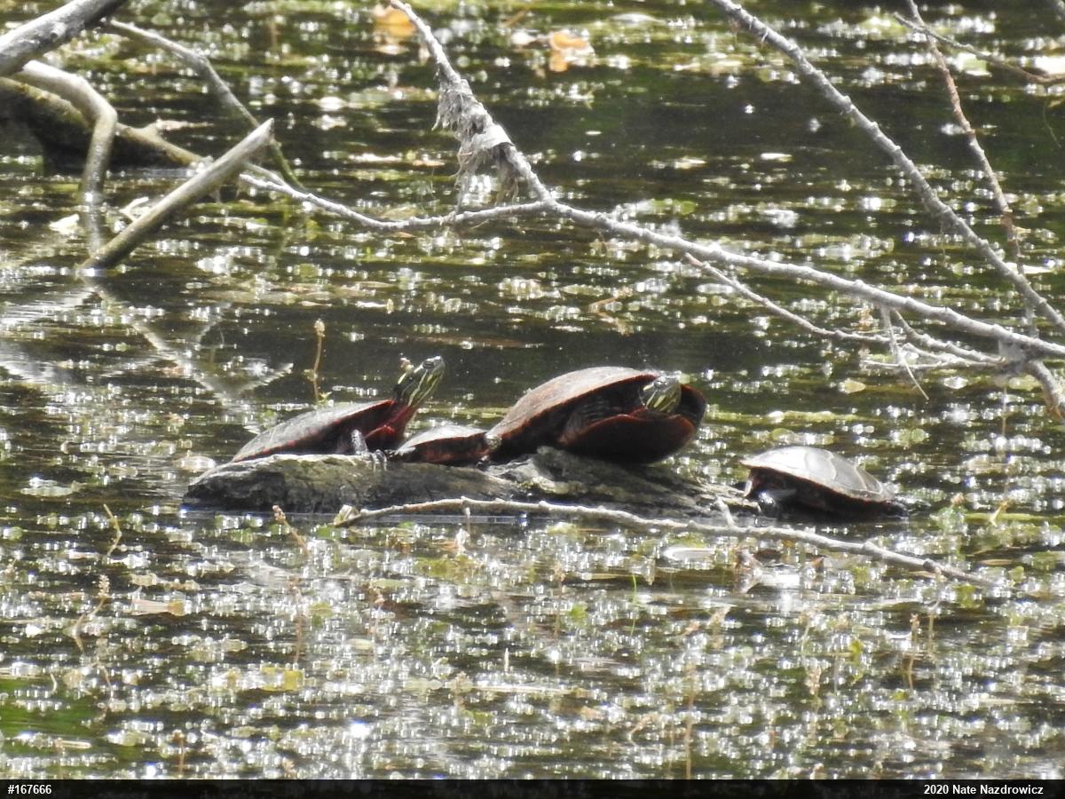 Painted Turtle