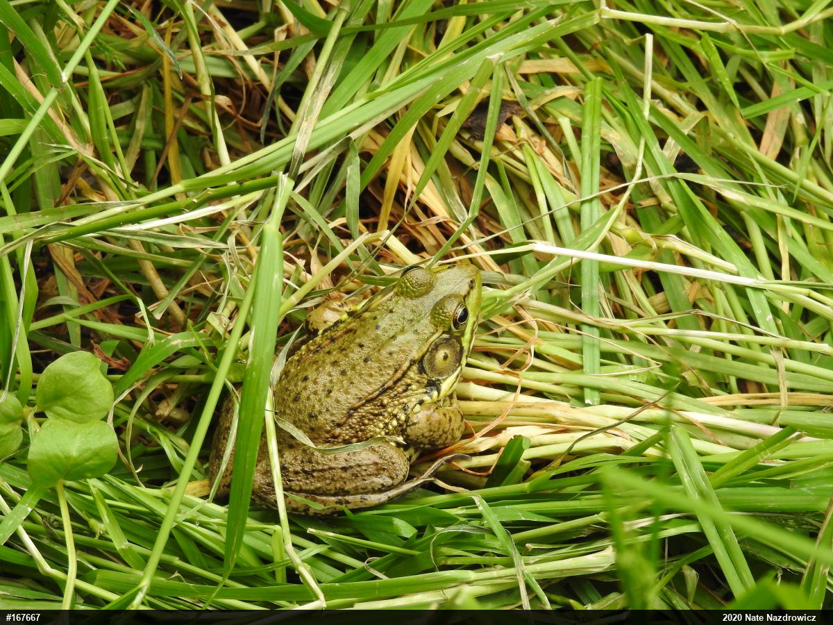 Green Frog