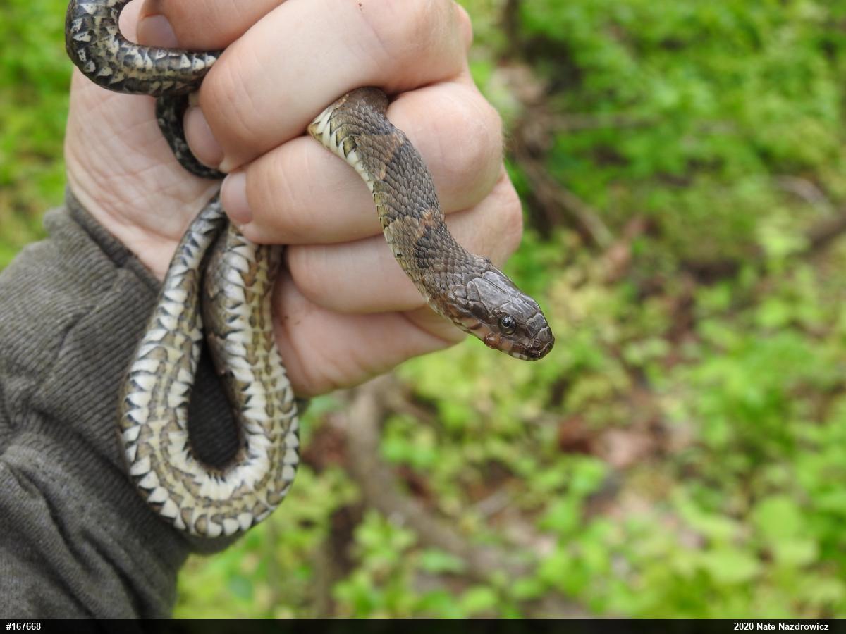 Northern Watersnake