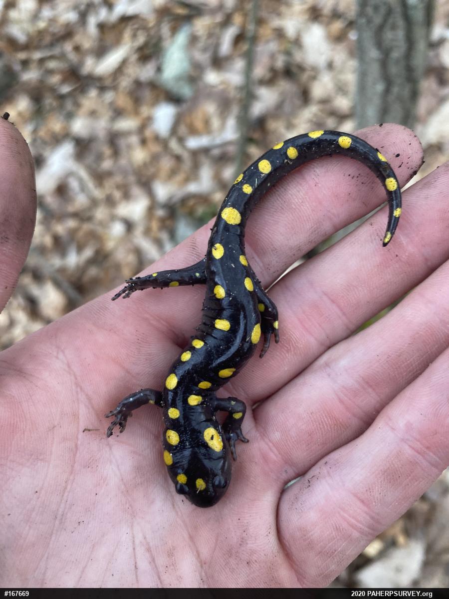 Spotted Salamander