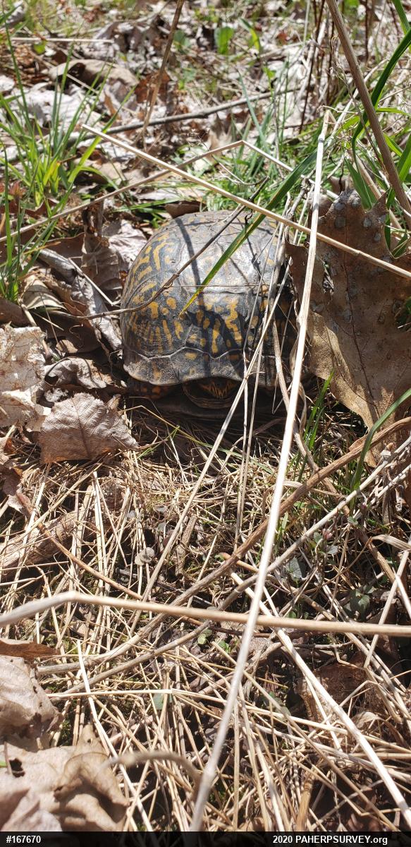 Eastern Box Turtle
