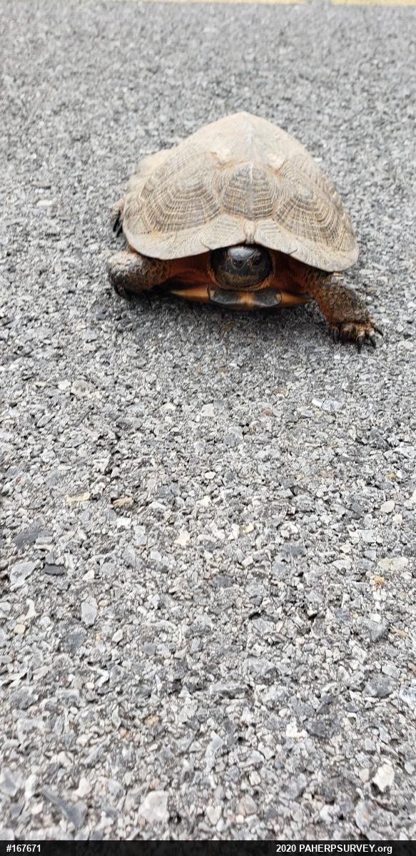 Wood Turtle