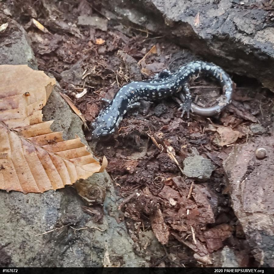 Northern Slimy Salamander