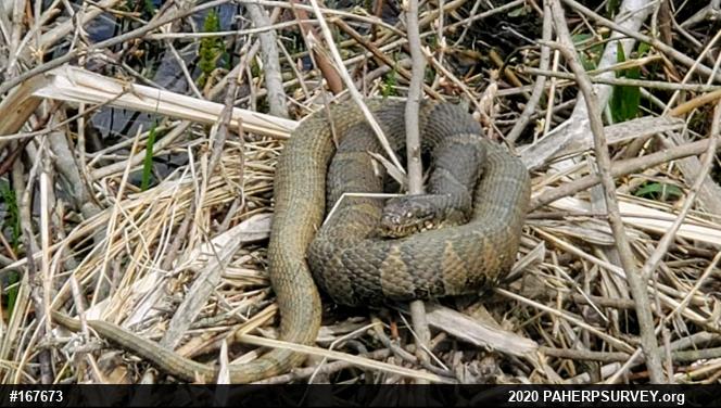 Northern Watersnake