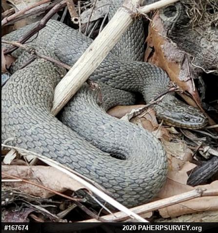 Northern Watersnake
