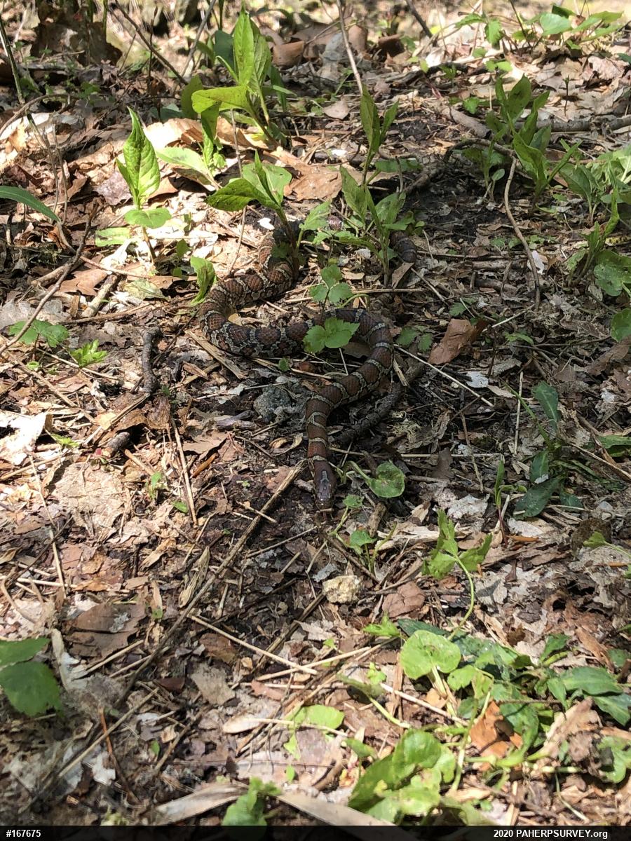 Eastern Milksnake