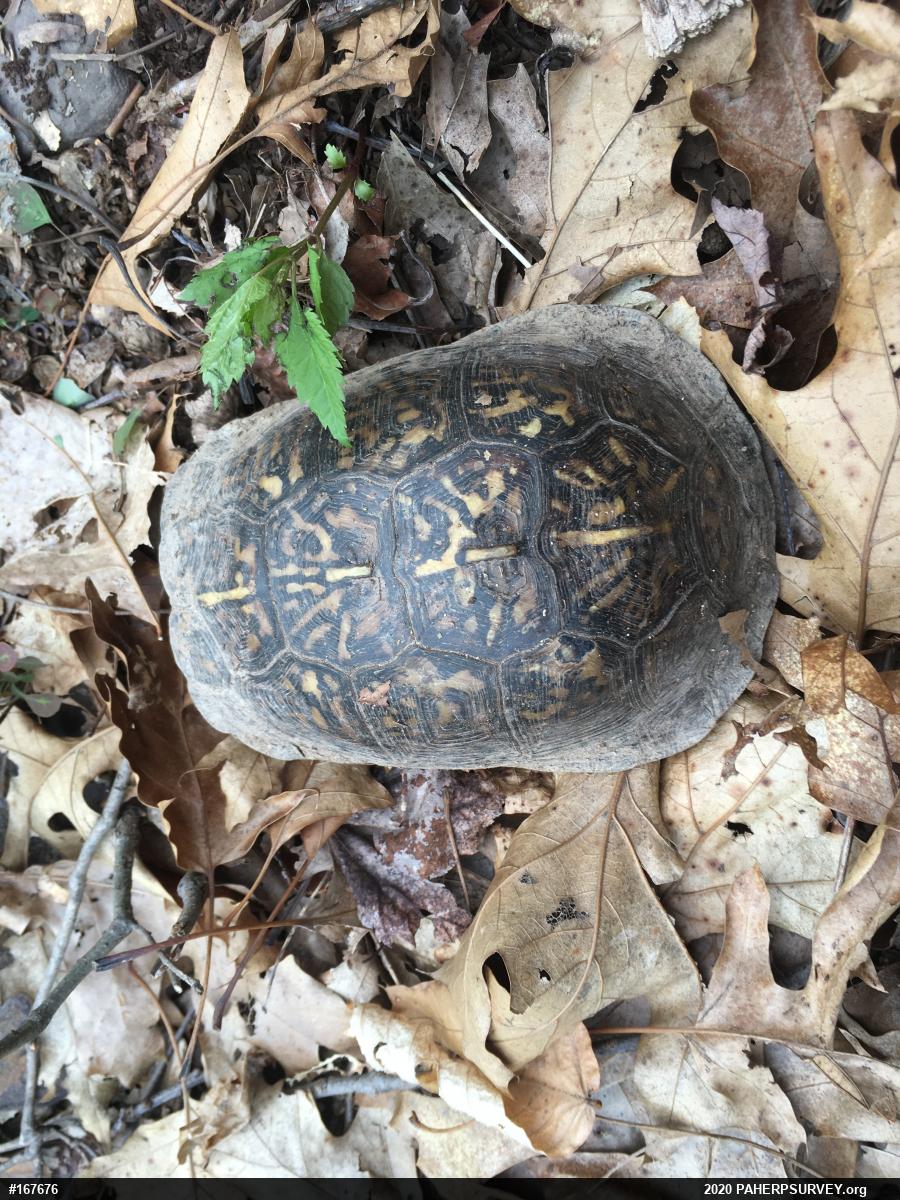 Eastern Box Turtle