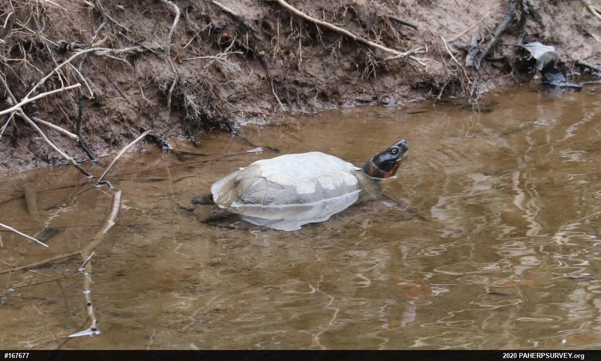 Wood Turtle
