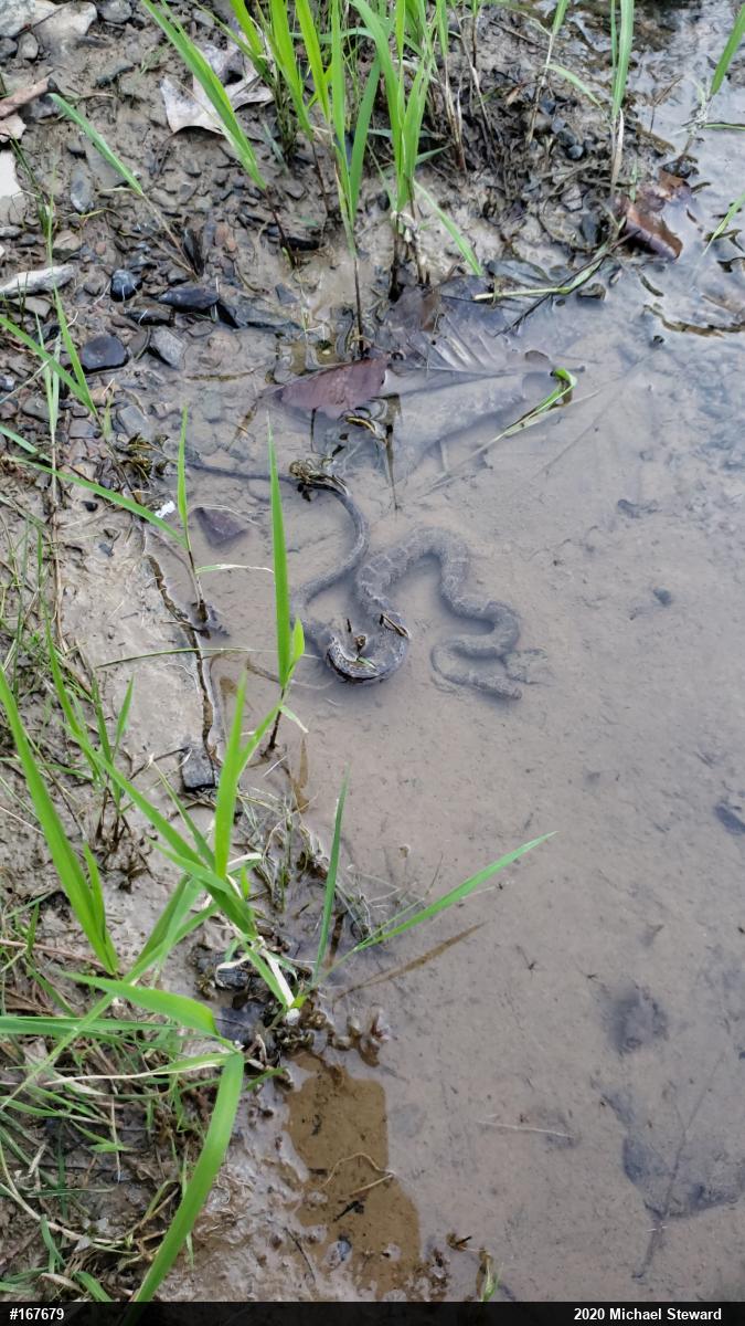 Northern Watersnake