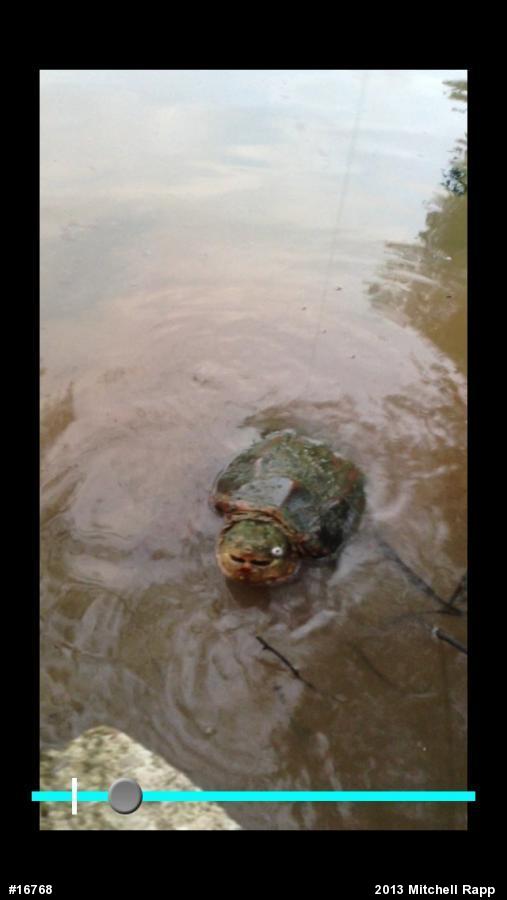 Snapping Turtle