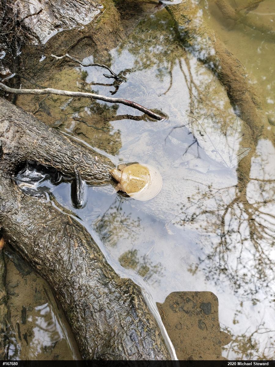Eastern Spiny Softshell