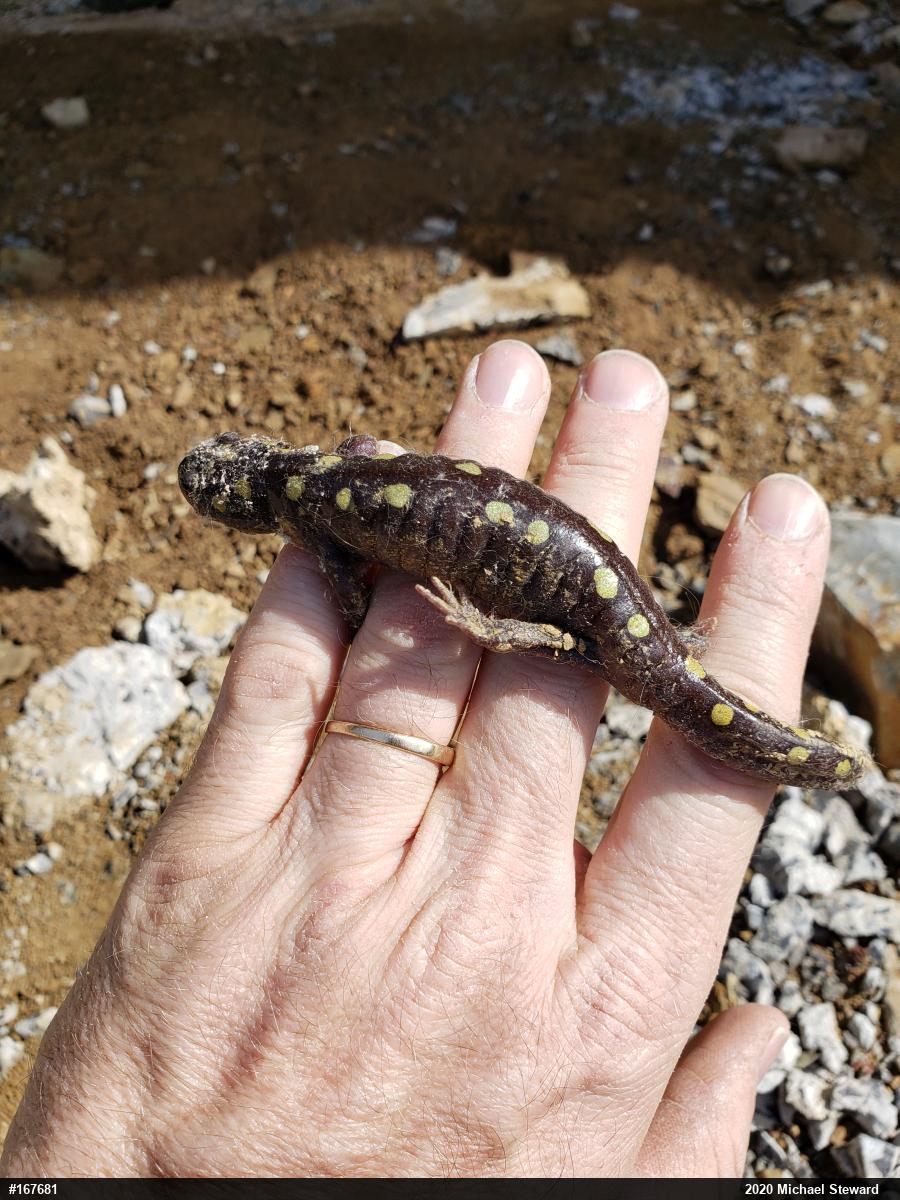 Spotted Salamander