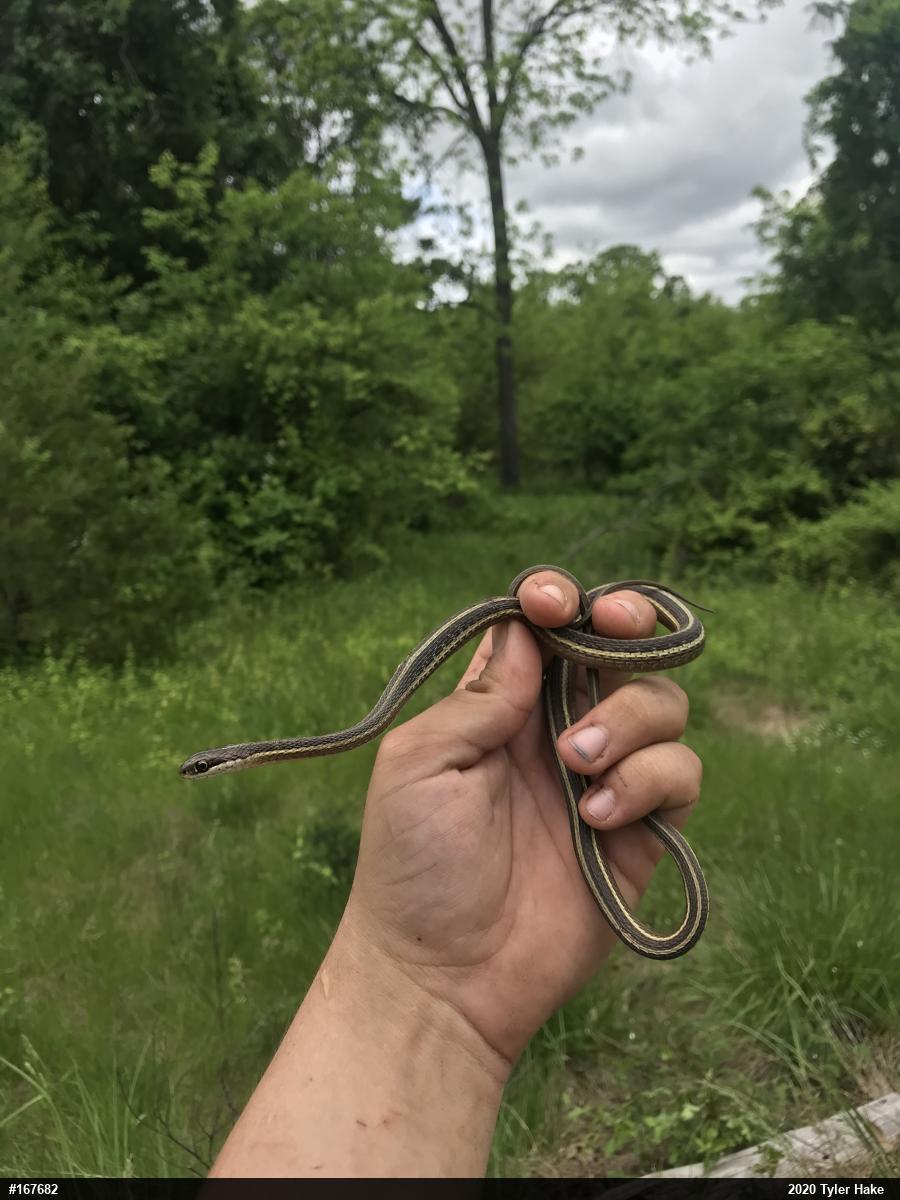 Common Ribbonsnake