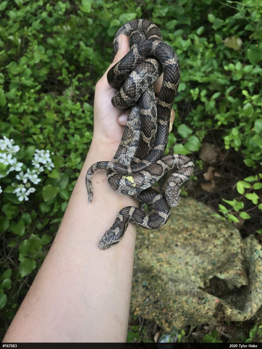 Eastern Milksnake